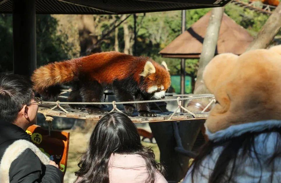 _2021春节接待游客_全年接待游客